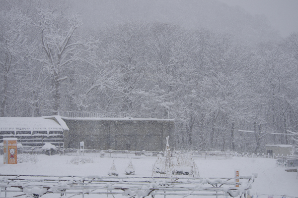 雪