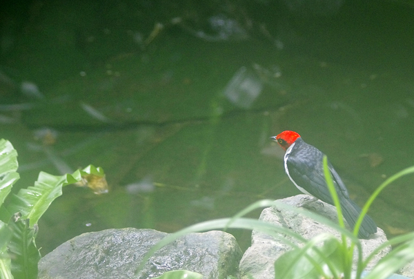 ノドグロコウカンチョウ