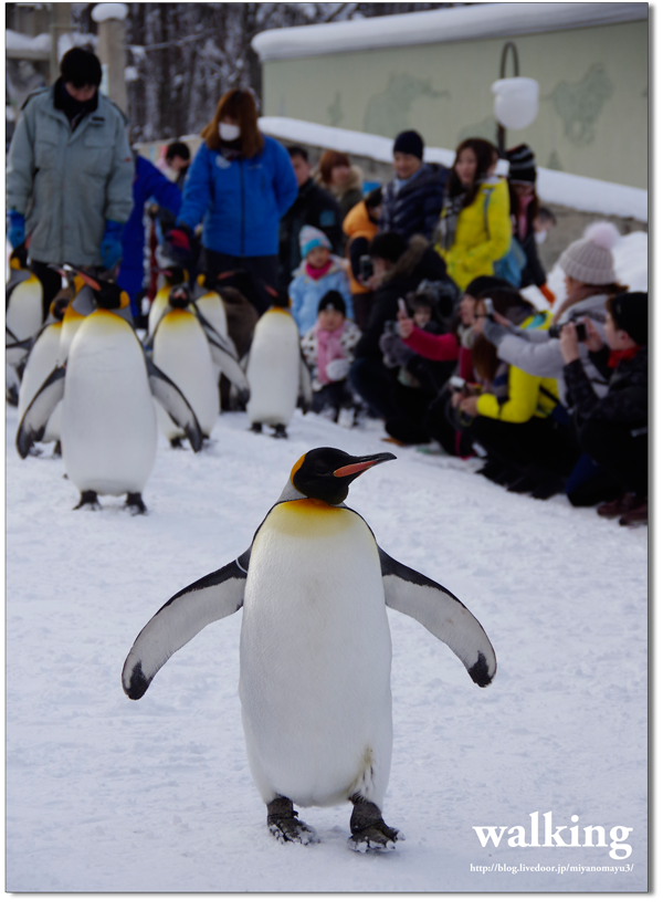 ペンギン