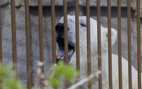 鳴く