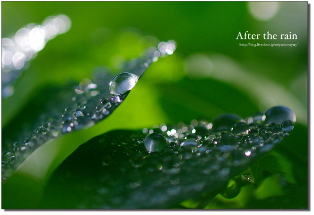 雨上がり