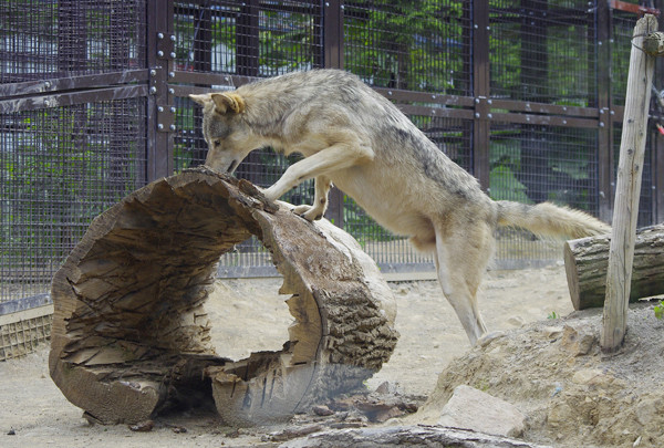 丸太ユウキ