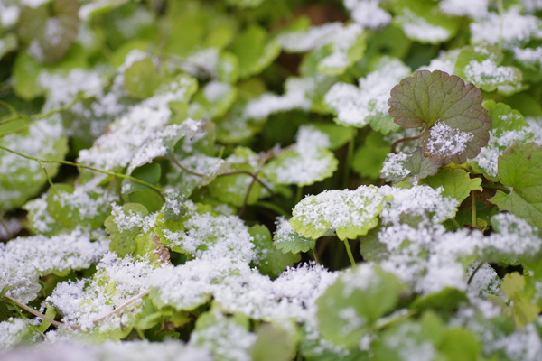 雪