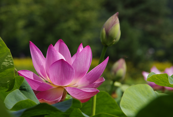 ハスの花