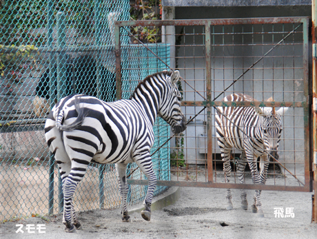 スモモと飛雄馬