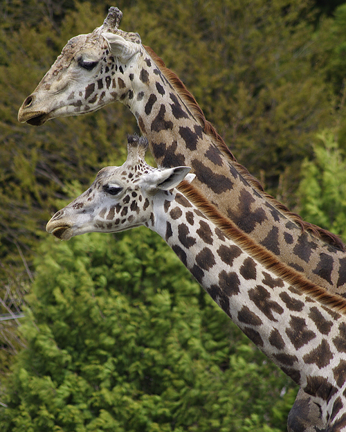 ユウマとナナコ