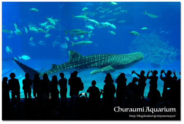 美ら海水族館