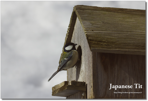 シジュウカラ