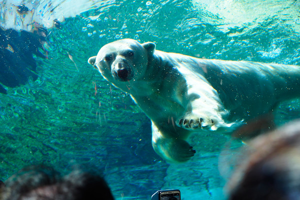 デナリ水中