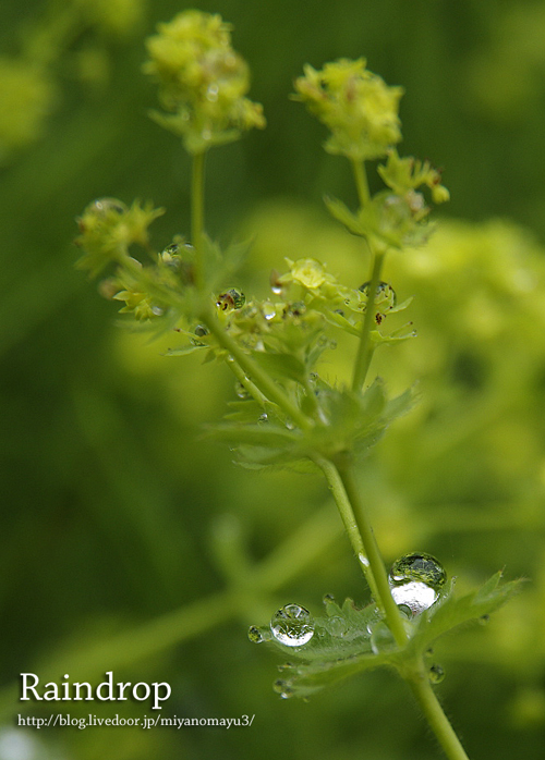 雨