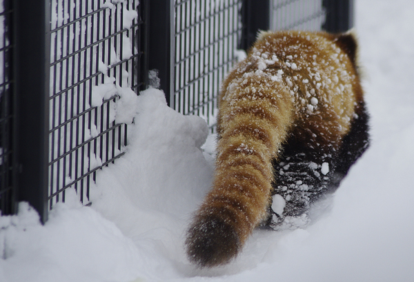 雪玉