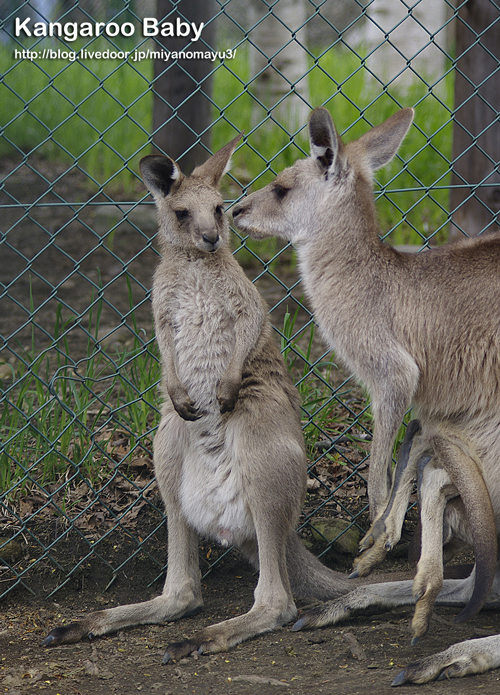 カンガルー