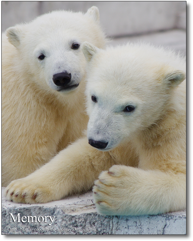 円山動物園 ホッキョクグマ ララ  双子の赤ちゃん　ポロロマルル