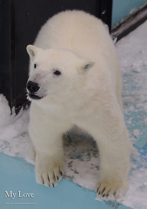 アイラおびひろ動物園 公開初日