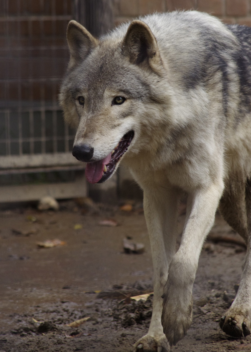 ショウ