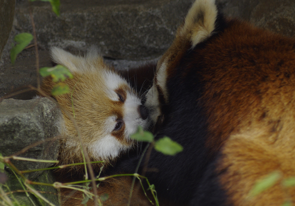 レッサーパンダ