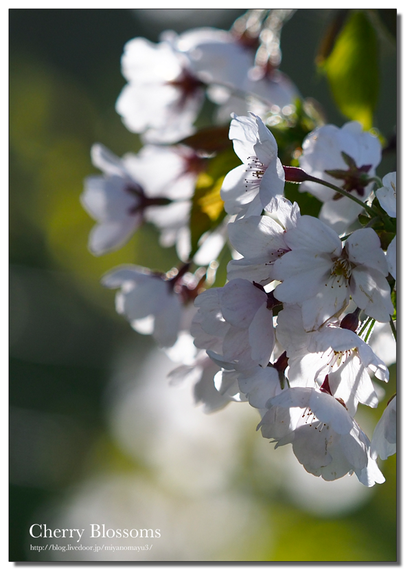 桜