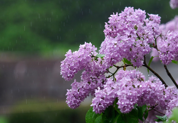 雨