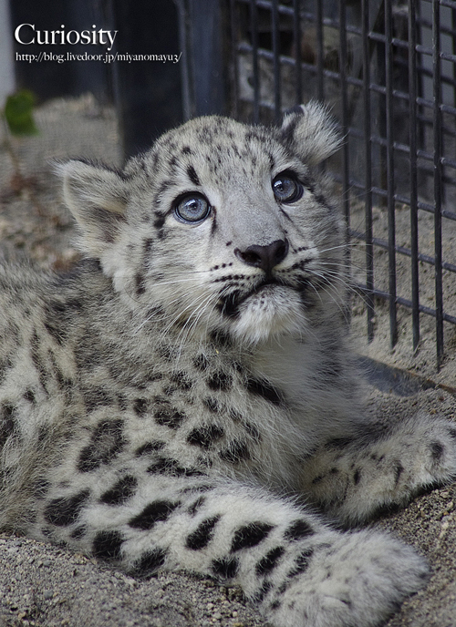 ユキヒョウ