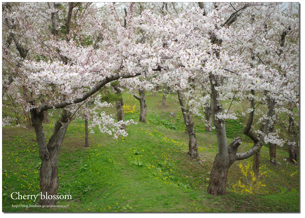 桜