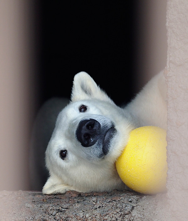 かわいい