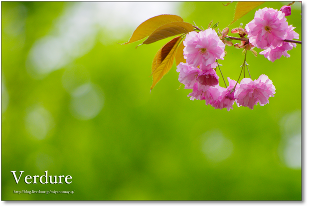 八重桜