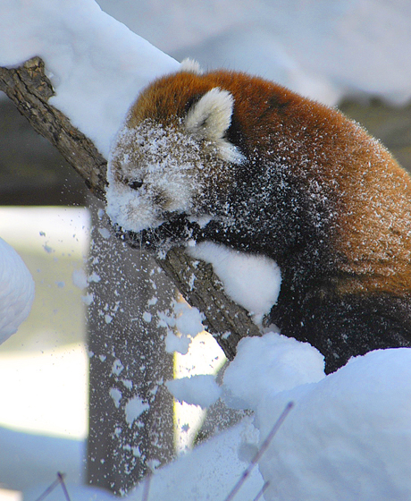 雪