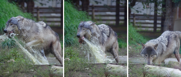 水