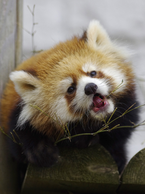 食べる