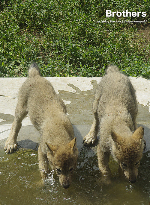 ユウキショウ