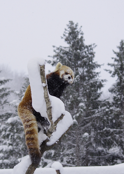 ココ雪