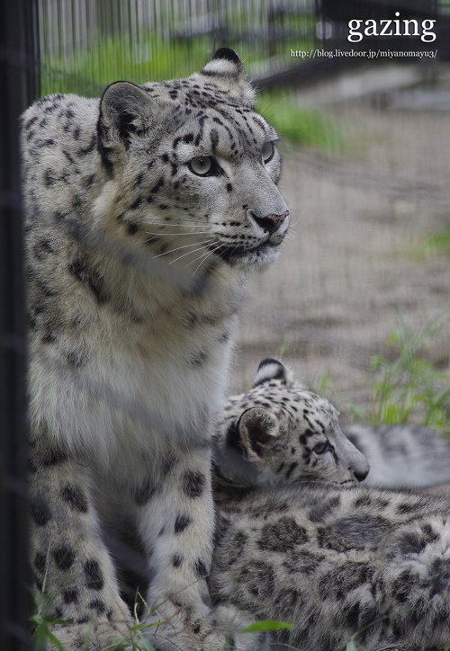 ユキヒョウ親子