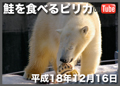 鮭を食べる