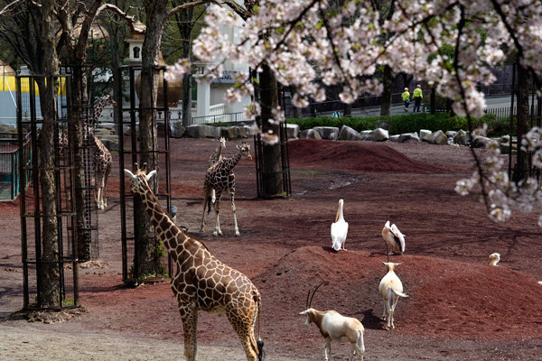 ペリカン