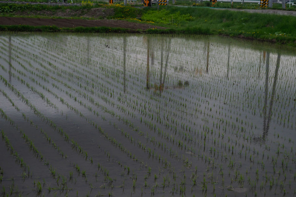 田植え