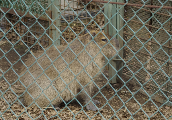 カピバラ