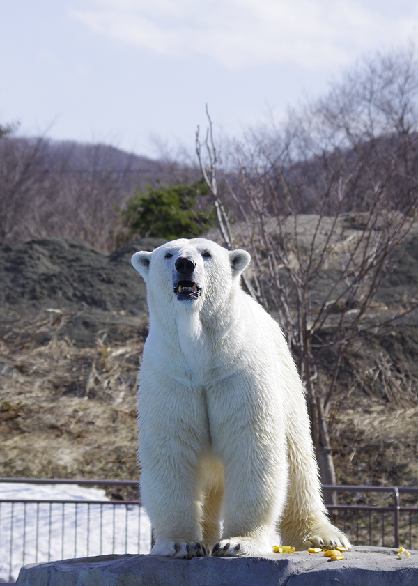 ララ