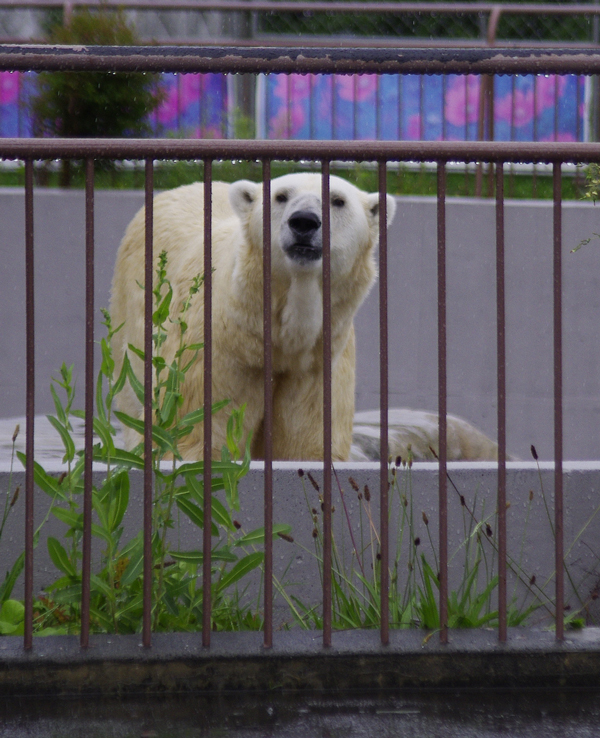 檻デナリ