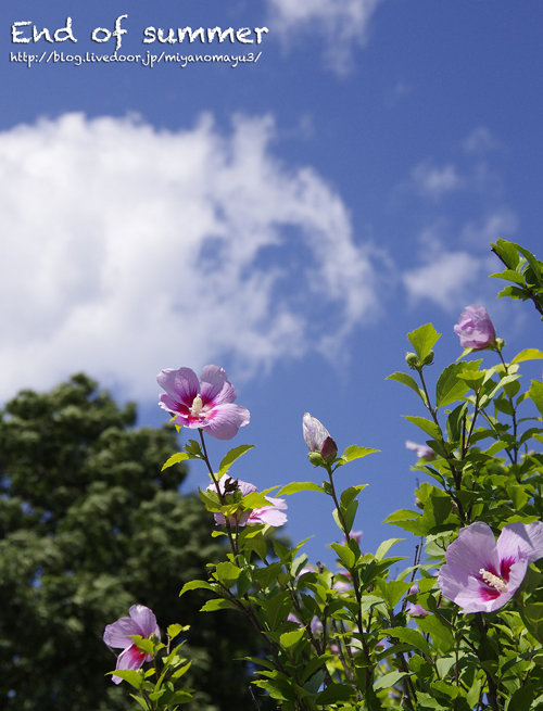 夏の終わり