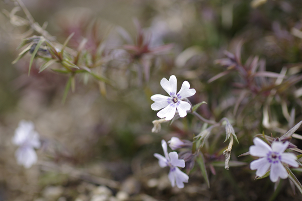 芝桜