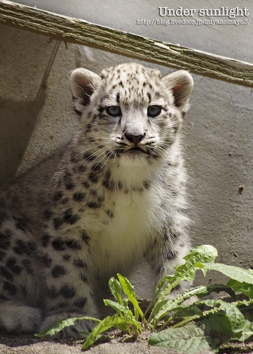 ユキヒョウの赤ちゃん