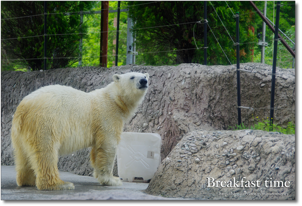 とくしま動物園　ホッキョクグマ　ポロロ