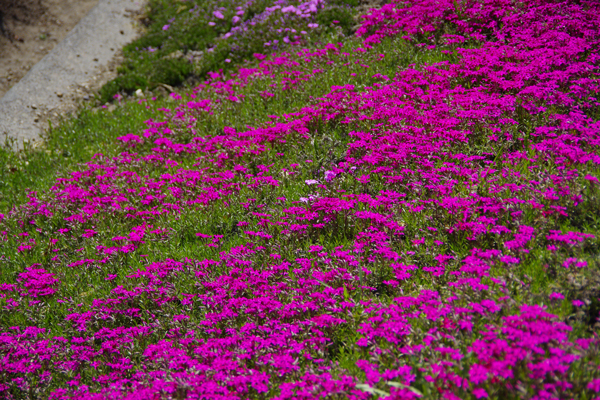 芝桜