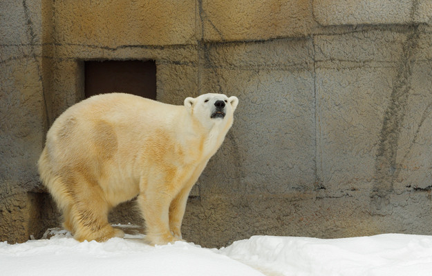 キャンディ