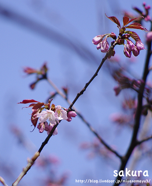 開花