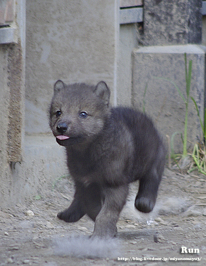 走る赤ちゃん