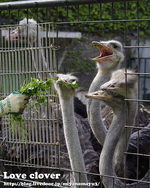 クローバー