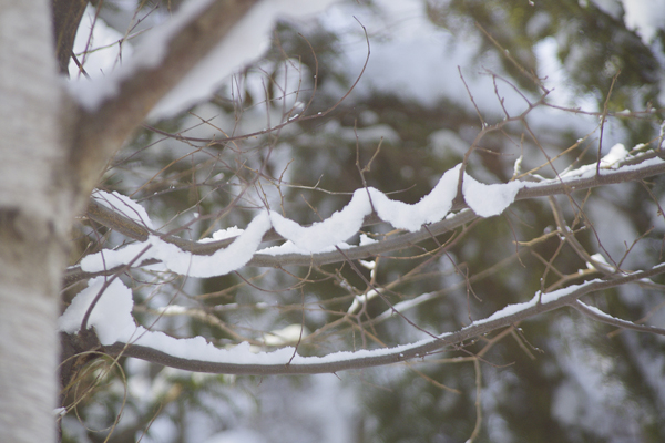 雪