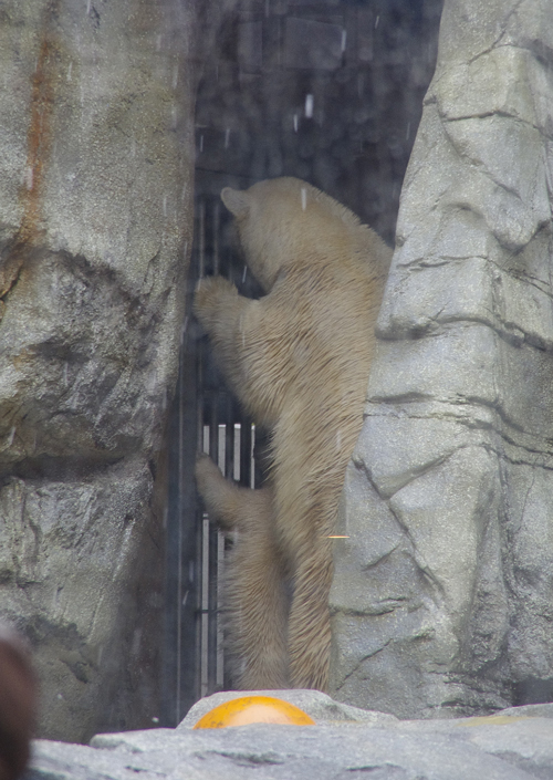 ホッキョクグマ仔グマ　クルミと