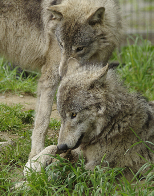 ショウも